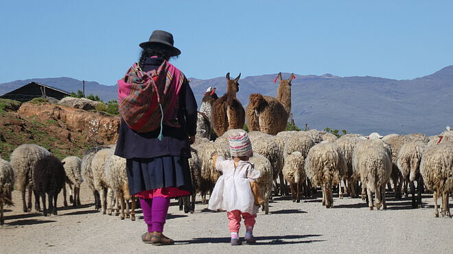 Eine Peruanische Hirtin treibt mit einem kleinen Mädchen eine Herde von Schafen und Alpakas.