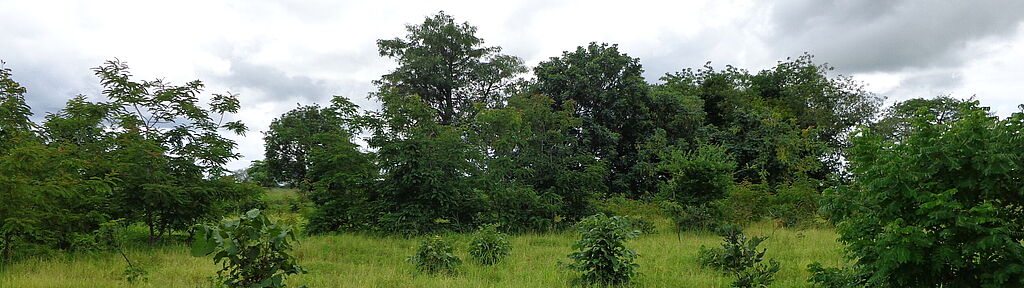 Sie befinden sich im Bereich Länder und Projekte beim Land Malawi: Bäume für das Klima. Wie Klimaschutz die Entwicklung fördern kann Sie befinden sich im Bereich Länder und Projekte beim Land Malawi: Bäume für das Klima. Wie Klimaschutz die Entwicklung fördern kann